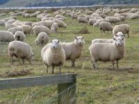 Albums/20060200-New Zealand 2006/20060313-Catlins/58